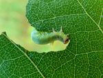 Hemichroa australis